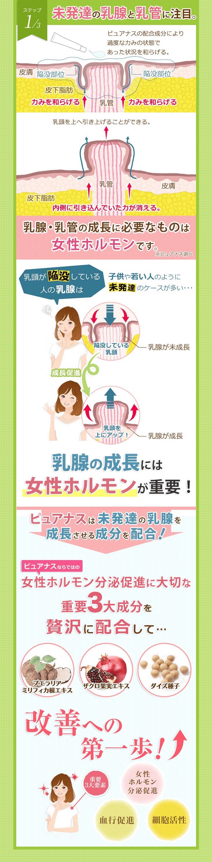 ステップ1/3 未発達の乳腺と乳管に注目。